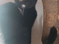 BKH Kitten suchen ...