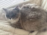 Ragdoll Cherubim Katze abzugeben