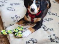 Entlebucher Sennenhund vom Züchter!