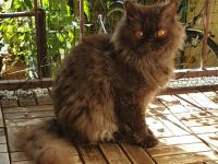 Selkirk Rex Katzen abzugeben