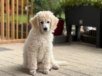 Weiße reinrassige Königspudel