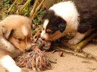 Fox Lions Amerikanische Collies - mehrere Welpen erwartet