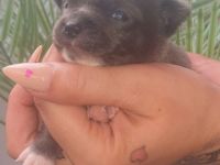 Wunderschöne seltene blue und schwarz Apfelkopf Chihuahua