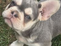 Französische Bulldoggen