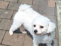 Bichon Frise Hündin 2 Jahre alt mit Stammbaum