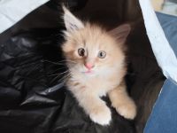 Zuckersüße Babykatzen Main Coon💞