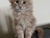 🐾Maine Coon Kätzchen zu verkaufen – Reinrassig, gesund & bezaubernd! 🐾