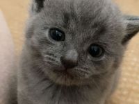 Britisch kurz haar kitten 1 monat alt