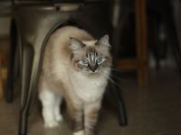 🐾 Ragdoll-Kätzchen zu verkaufen – Sanft, wundervoll und bereit für ein neues Zuhause! 🐾