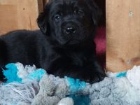 Labrador Retriever mit Ahnentafel *Körzucht*