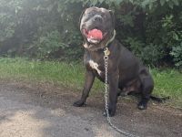 Deckrüde American Bully XL Odin