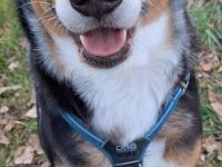 Wojtek in 46519 Alpen sucht sein Für-immer-Zuhause