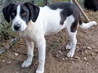 Junghund Eliot / männlich / derzeit noch in Griechenland /