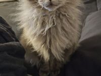 Maincoon Kater nicht reinrassig 5 Jahre