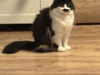 Maincoon Katzen Dame