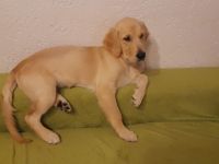 Süsse reinrassige Golden Retriever Welpen bereit zum Auszug