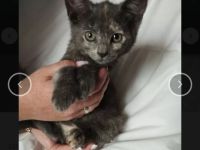 Aus privater auffangstation suchen viele kitten ein Zuhause