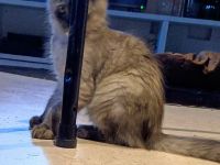 Maine Coon Kitten weiß und Smoke