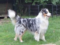 Australian Shepherd Deckrüde, ASCA, blue merle, frei von Gendefekten