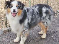 Australian Shepherd Deckrüde, ASCA, blue merle, frei von Gendefekten