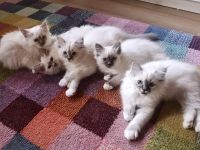 Zauberhafte Heilige Birma Kitten mit Stammbaum suchen liebevolles Zuhause!