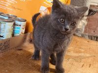 BKH-Mix Kätzchen Kitten