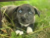 Schöne Welpen Grün Blaue Augen !