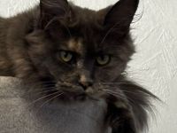 Maincoon Dame 2 Jahre noch nicht kastriert