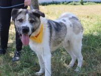 Süße Ringelrute Belmondo sucht sein Zuhause