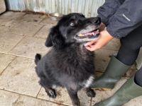 Mission possible: Black Cheeryno sucht ein Zuhause