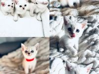 Britisch Kurzhaar 1Kater noch da.  / BKH