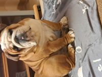 Englisch Bulldog Rüden