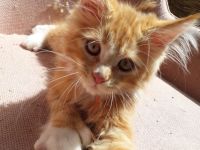 6 Maine coon kitten