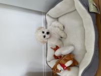 Bichon Frisé Hündin