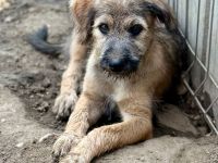 Tucker, ein furchtloser Welpe, lebhaft, süss und Menschen bezogen