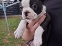 Boston Terrier welpen zu verkaufen