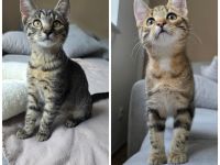 Zwei süße Katzenmädchen, 16 Wochen alt suchen dringend ein Zuhause