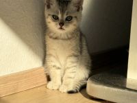 Süßes BKH-Kätzchen sucht neues Hause