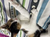 Kater sucht ein neues Zuhause