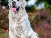 Typvoller&kräftiger Golden Retriever Deckrüde mit rein genetischer Linie&außergewöhnlich gutem Wesen