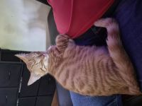 Hauskatze zu Verkaufen