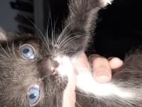 Verkaufe 2 süsse Katzen babys