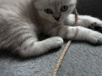 Kitten suchen ein liebevolles Zuhause