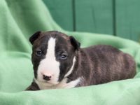 Miniatur Bullterrier the Warrior FCI/ VDH /GBF