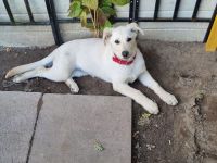 Dringend Mischlingshündin abzugeben