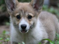 Pembroke Welsh Corgi