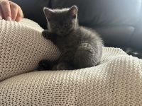 BKH Kitten suchen Zuhause