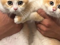 2 BKH Kitten + Stammbaum & Zubehör