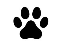 Kleiner Hundekumpel gesucht 1 - 3 Jahre