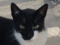 Tom, sozialer, junger Stubentiger sucht ein kuschliges Zuhause, 2 Jahre